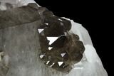 Unique, Smoky Quartz Crystal Cluster - Brazil #136170-6